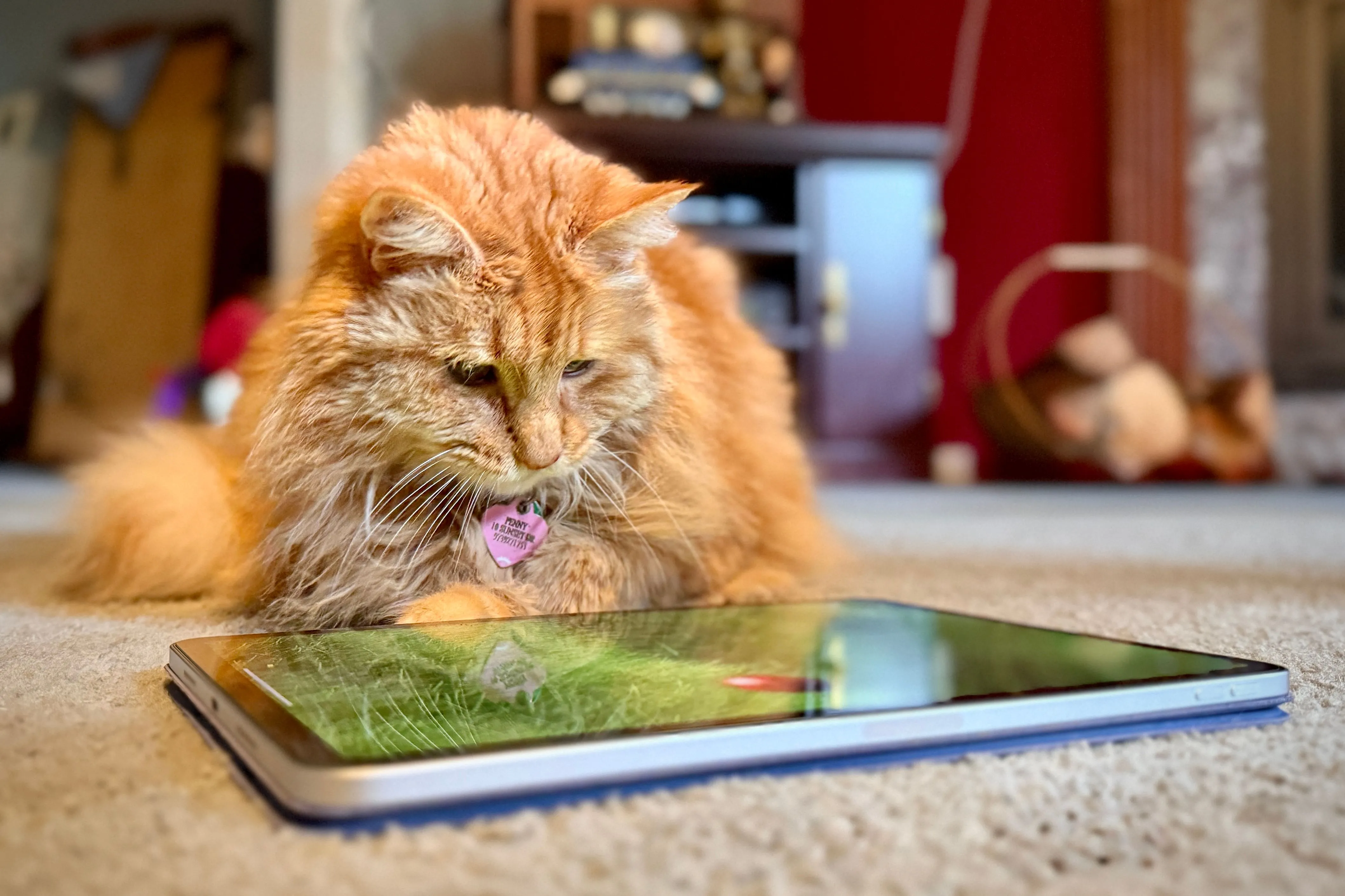 Mèo màu cam đang chơi game cho mèo trên iPad Pro