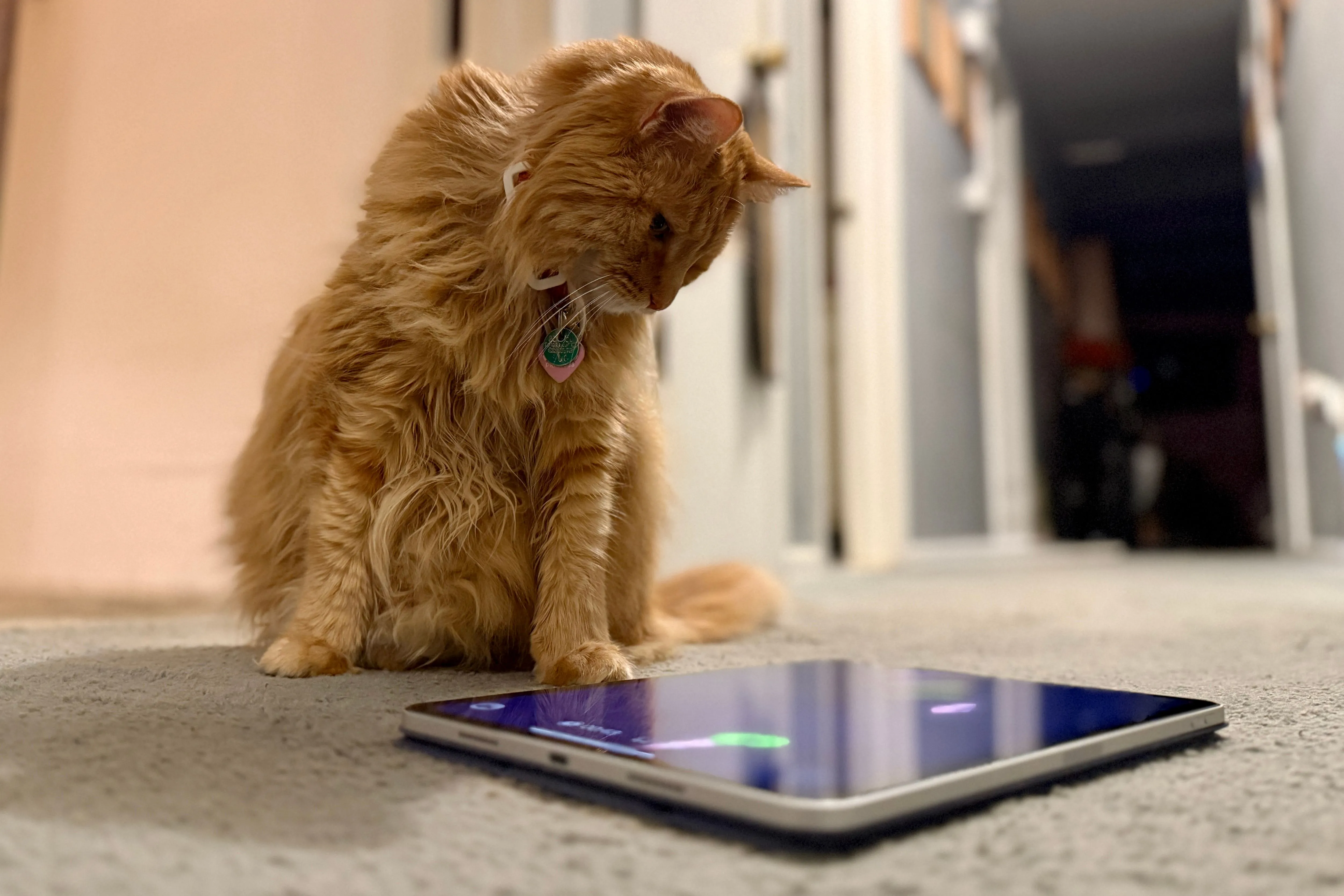 Mèo màu cam đang chơi ứng dụng Cat Fishing 2 trên iPad Pro