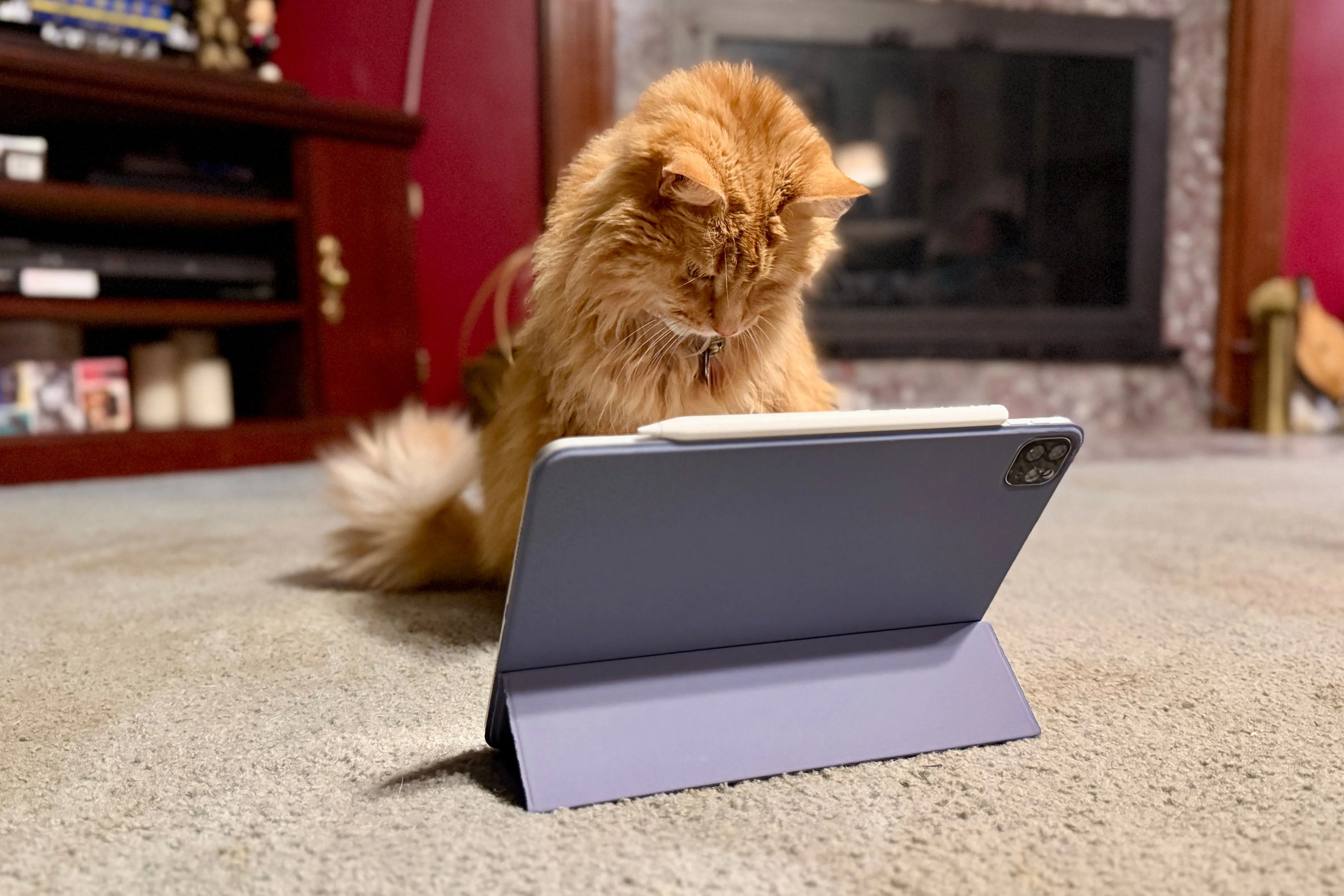 Mèo màu cam đang nhìn chăm chú vào iPad Pro