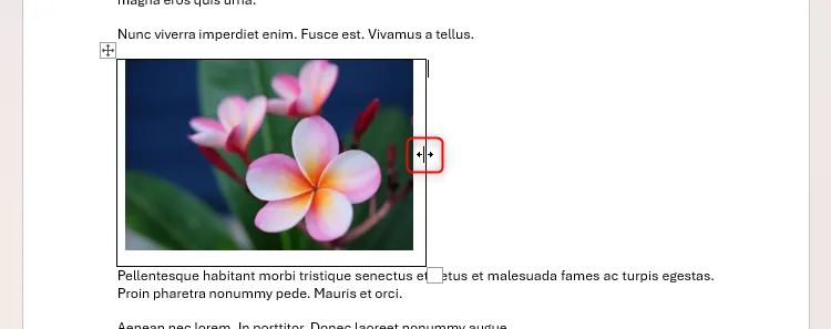 Cạnh phải của bảng chứa ảnh đang được kéo vào giữa trang trong Word để điều chỉnh kích thước bảng và không gian ảnh