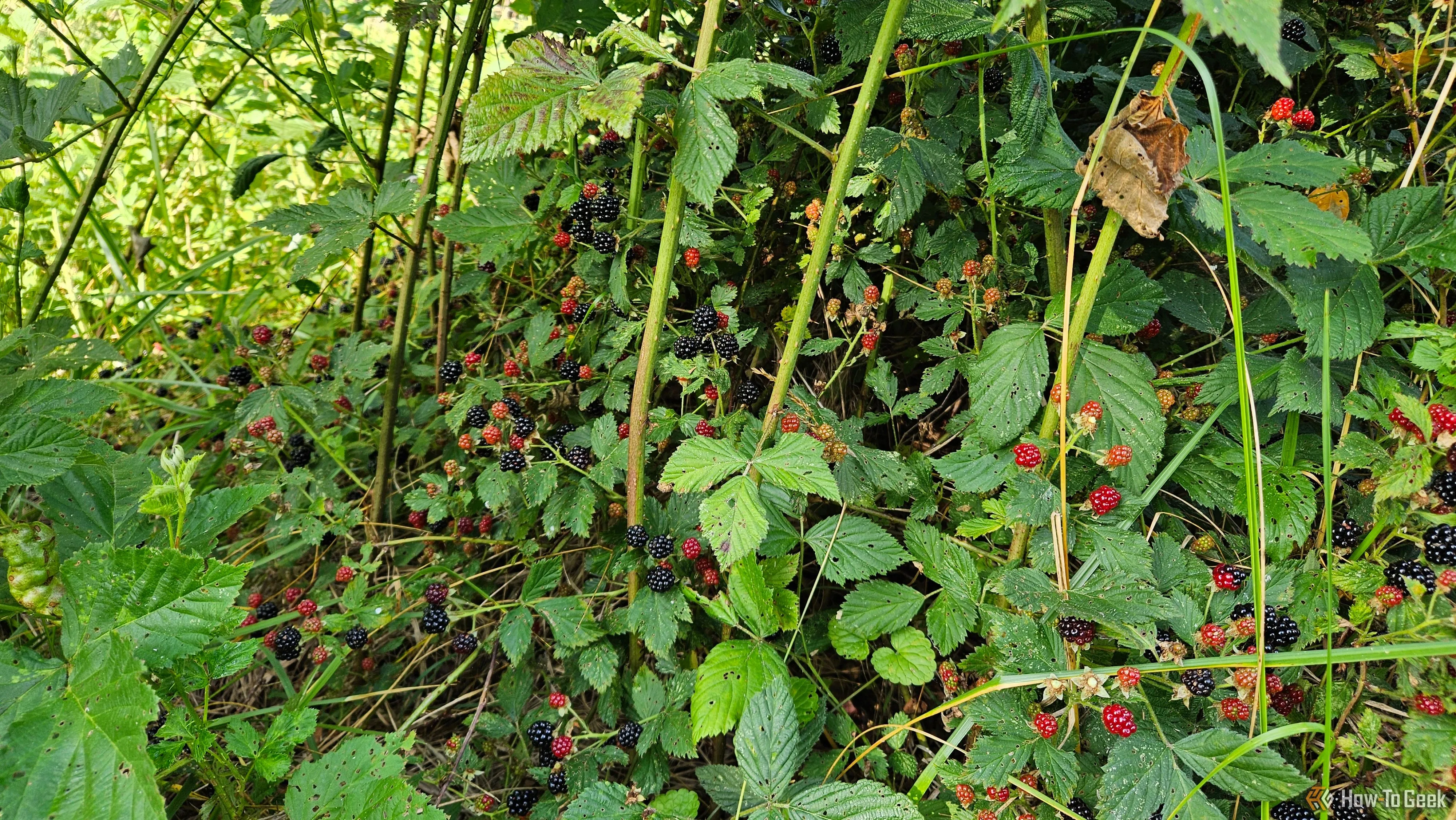 Hình ảnh các loại quả mọng dại (mâm xôi, dewberry) được tìm thấy và nhận diện trong môi trường tự nhiên
