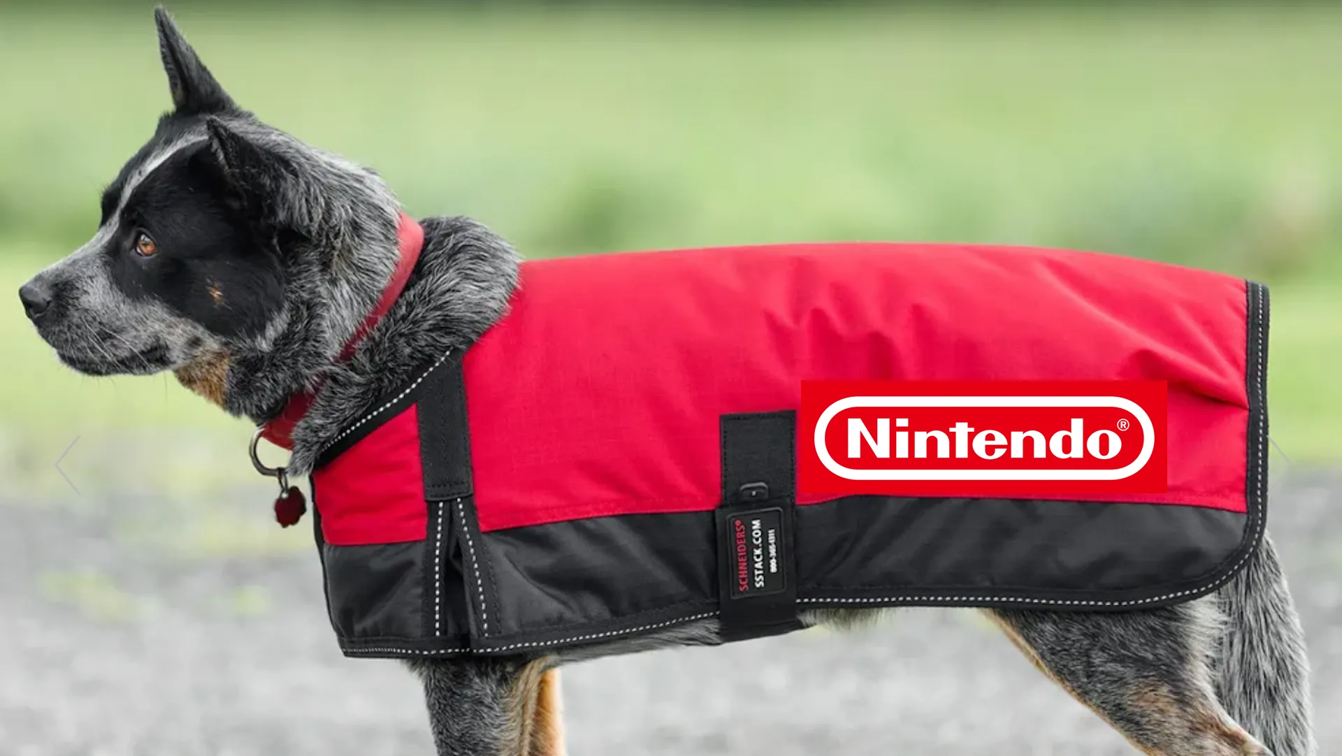 Hình ảnh chú chó mặc áo khoác đỏ có logo Nintendo