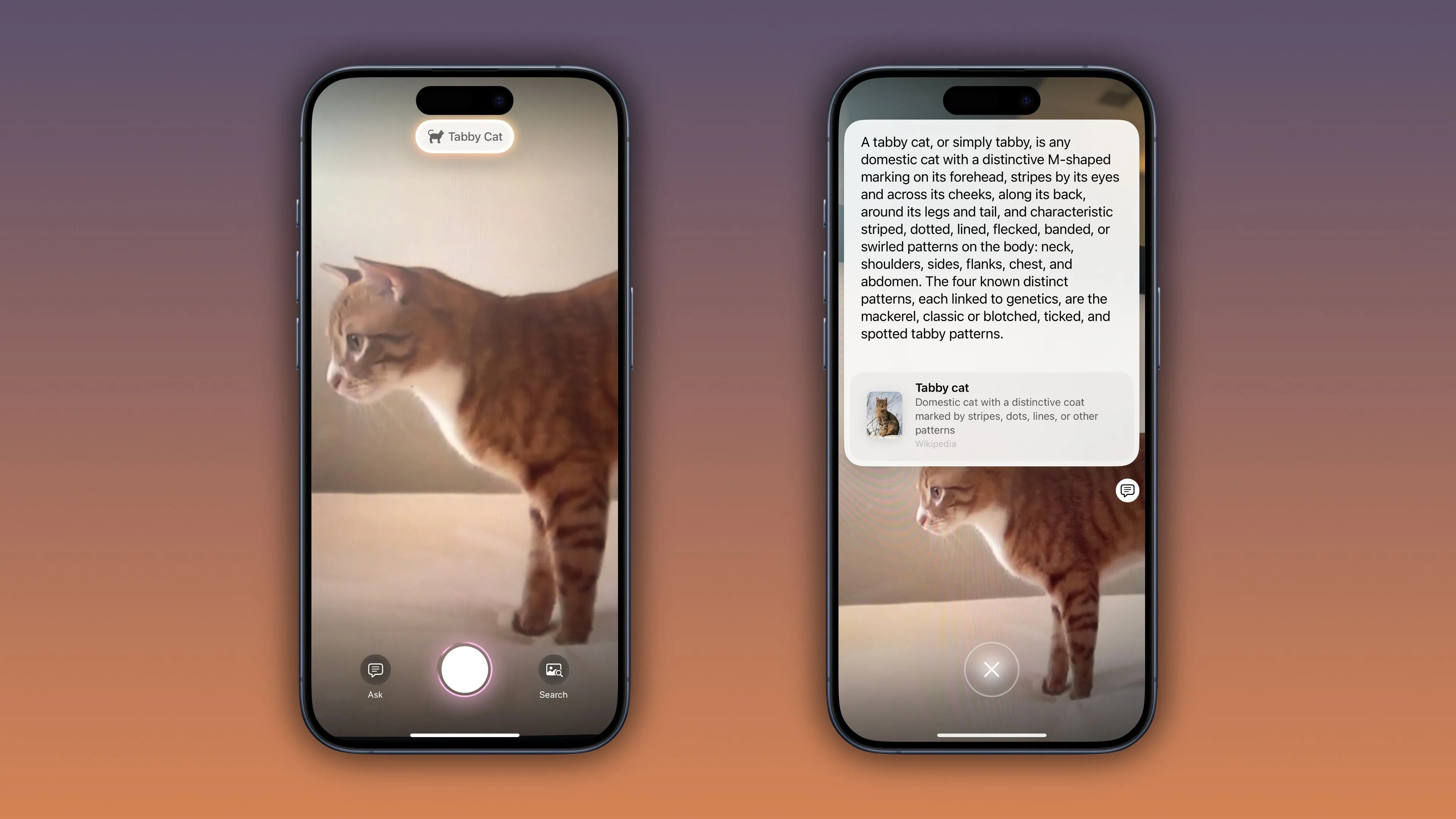 Visual Intelligence trong iOS 18.3 nhận diện một con mèo mướp, thể hiện khả năng xác định động vật và thực vật theo thời gian thực.